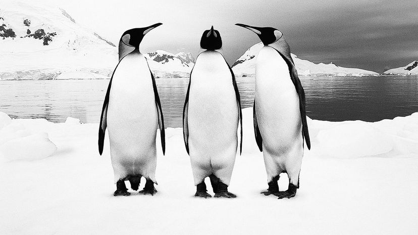 Penguins