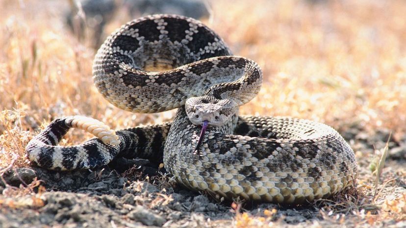 Rattlesnake