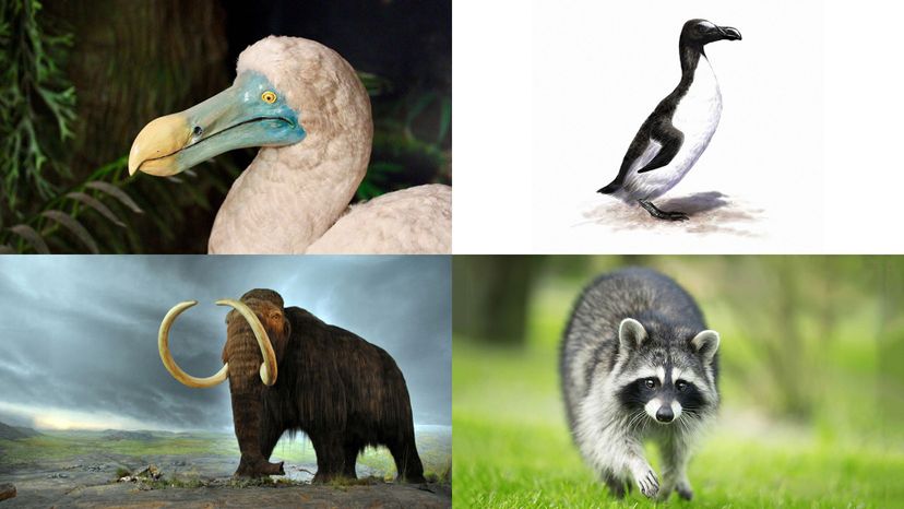 dodo bird, woolly mammoth, great auk, racoon