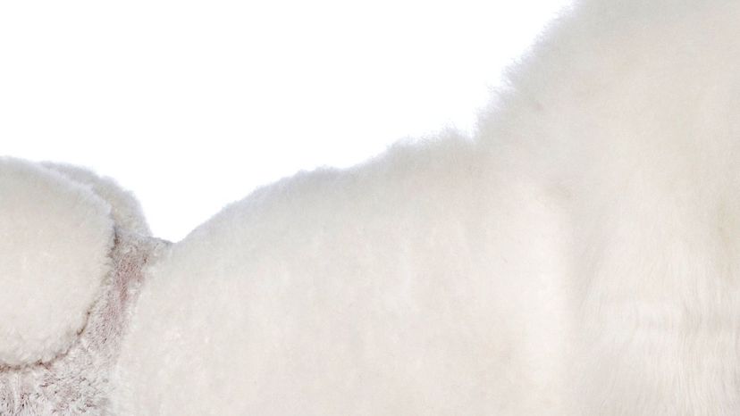 Poodle fur