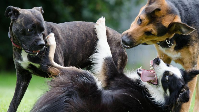 Respond to These Situations and Weâ€™ll Guess Which Dog Breed You Are 1