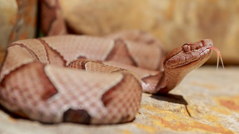 16 Venomous Southern Copperhead snake