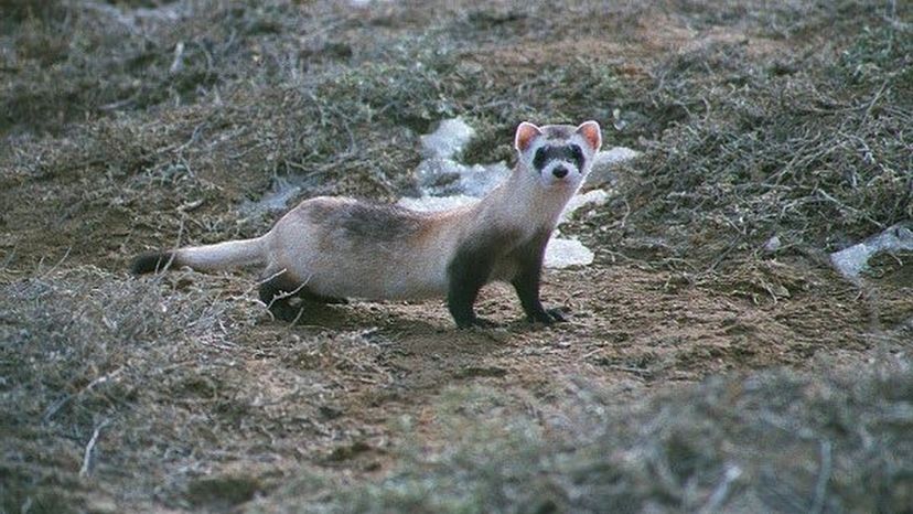 Black footed ferret