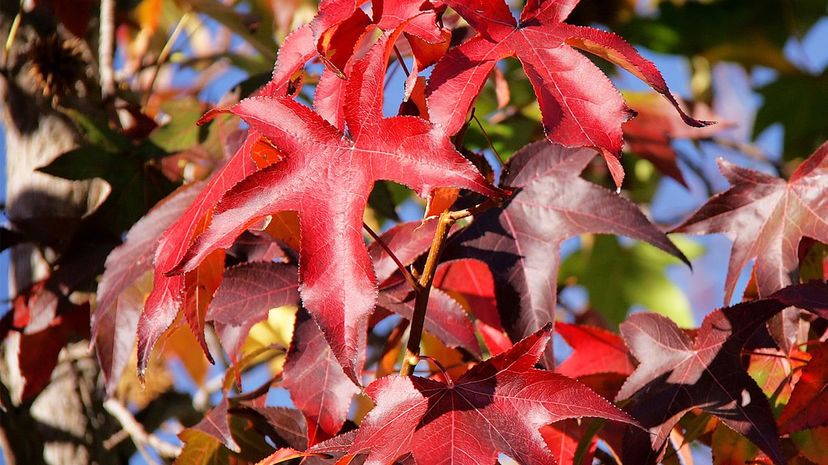 Sweetgum