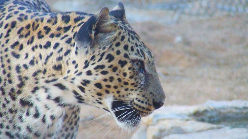 Arabian leopard