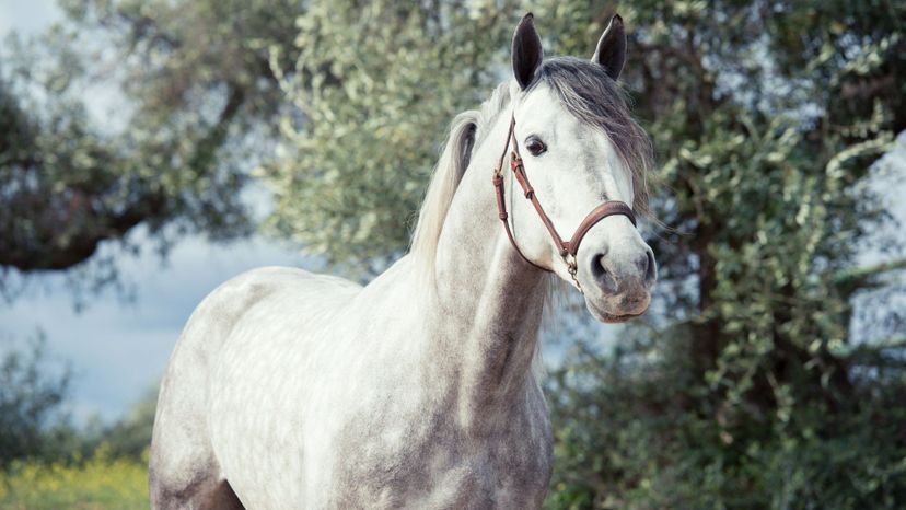 Andalusian