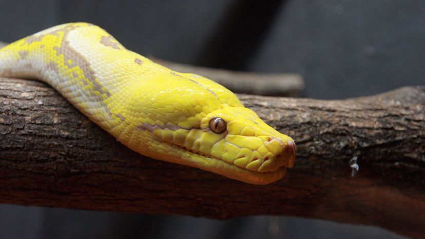 Reticulated_Python_at_Little_Rays_Reptile_Zoo