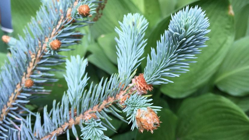 Colorado blue spruce