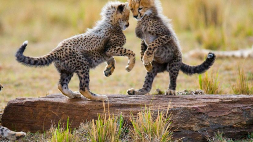 Cheetah (Cub)