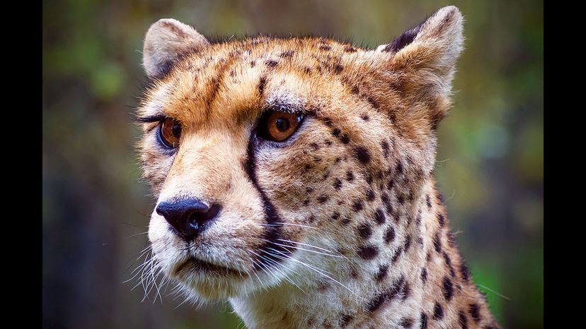 Northwest African cheetah