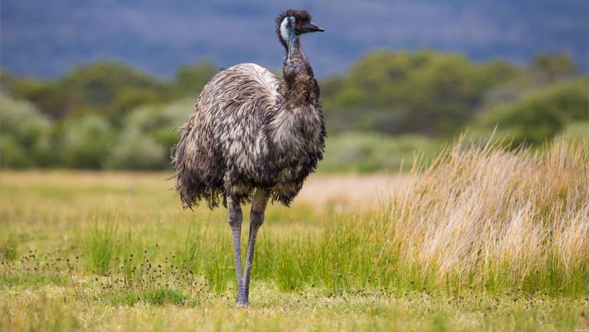 Emu