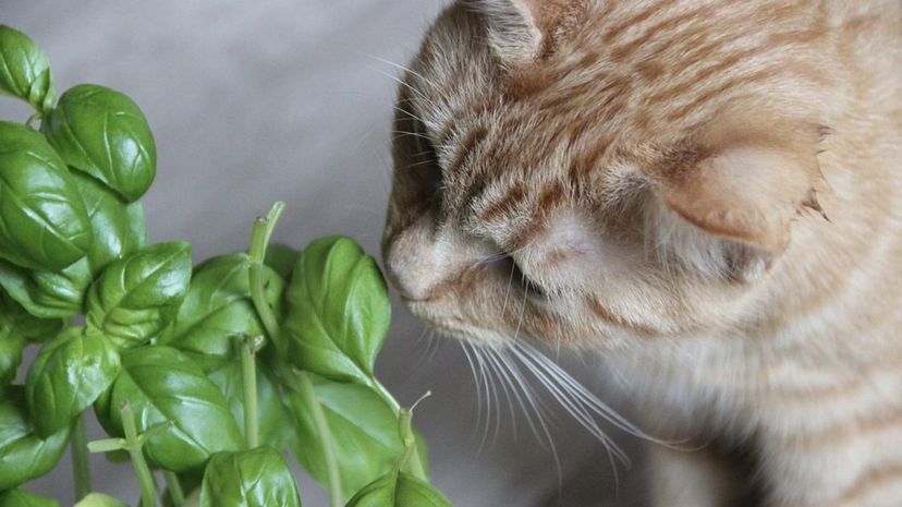 Cat checking plants