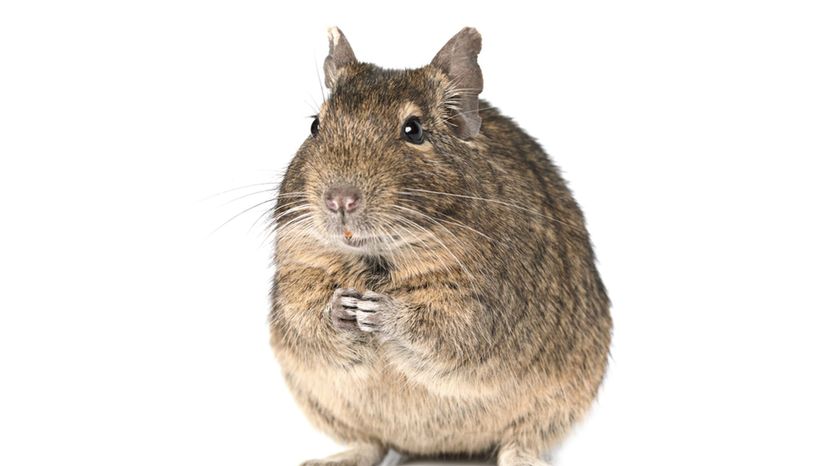 Degu