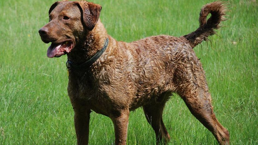 Chesapeake_Bay_Retriever