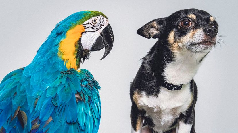 Chihuahua with Gold and Blue Macaw