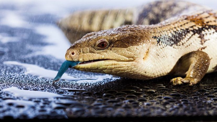 Blue-Tongued Lizard