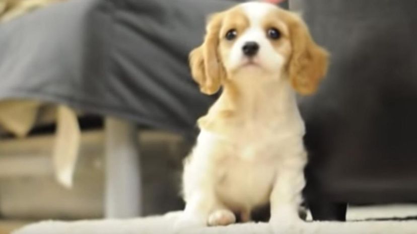 Cavachon＂border=
