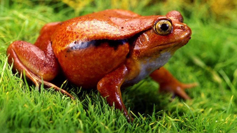 Tomato Frog