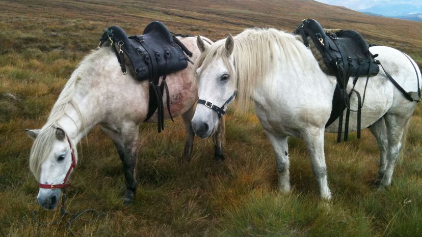 Highland pony