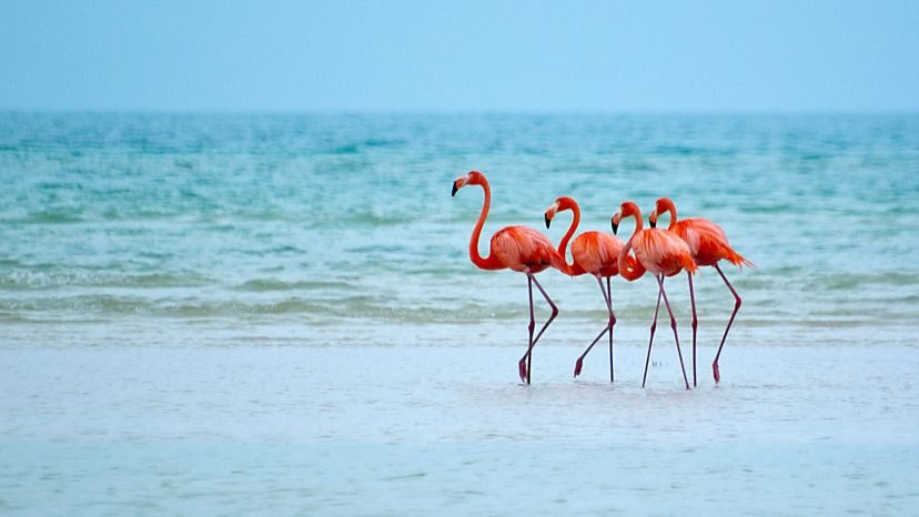 Flamingo