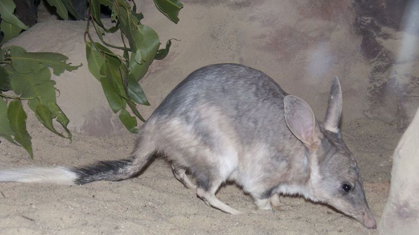 Bilby