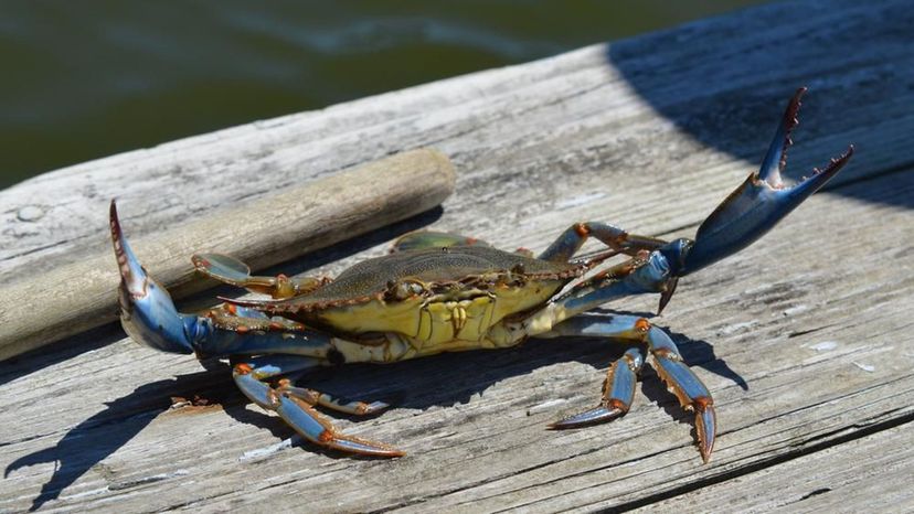 Blue Crab