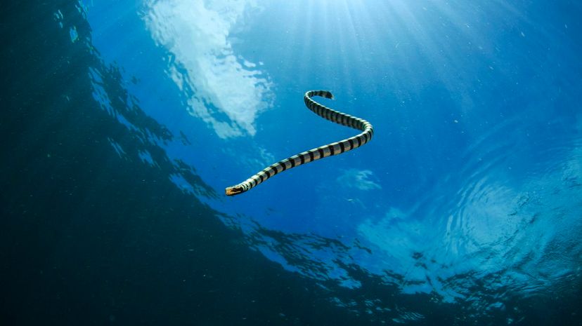 perons sea snake