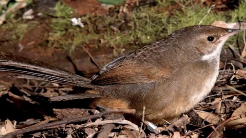 noisy scrub-bird