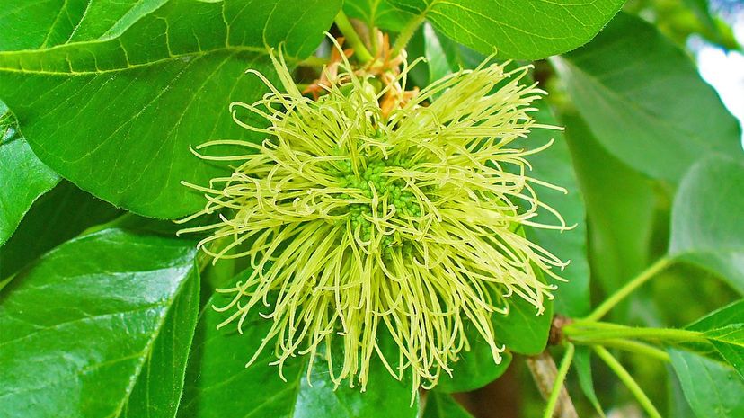 Osage orange