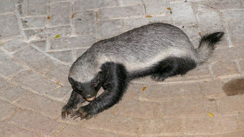 2-Honey Badger