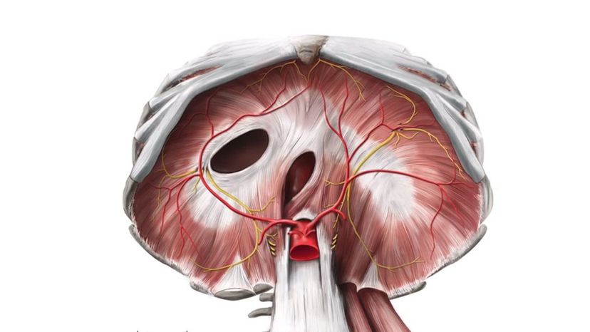 Diaphram