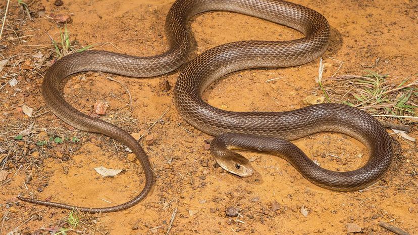 Coastal taipan