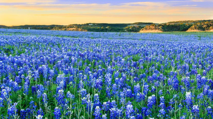 Field of blue bonnets in the Texas hill country
