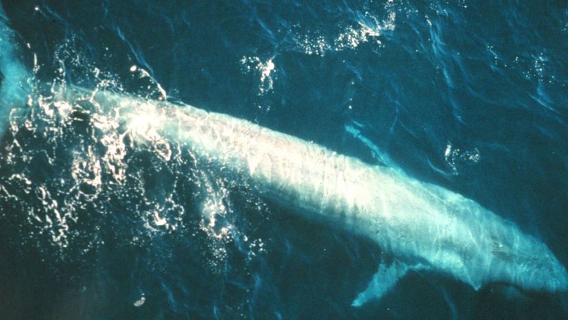 Blue whale