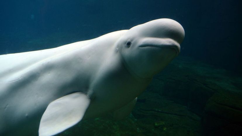 Beluga