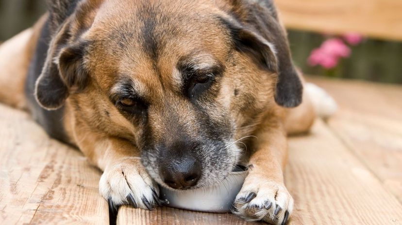 Dog with empty can