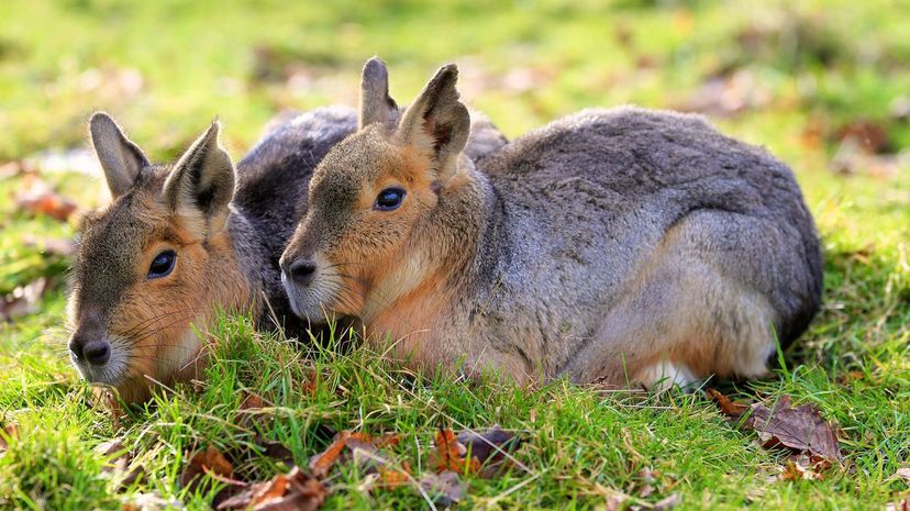 Patagonian Mara