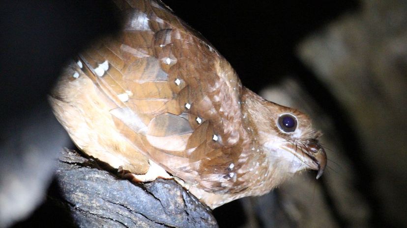 Oilbird”border=