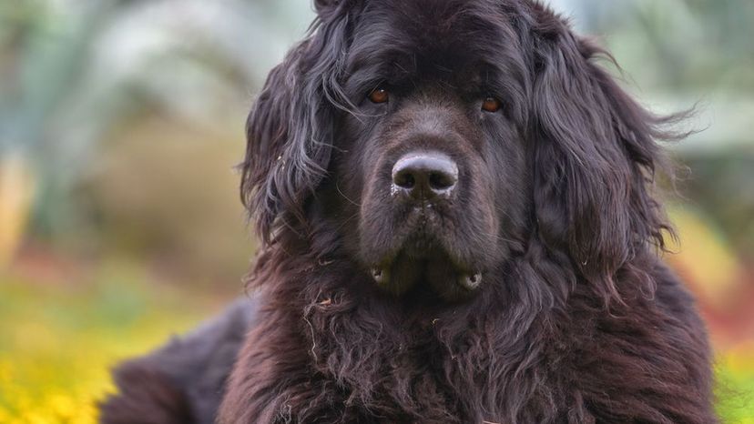 Newfoundland Dog