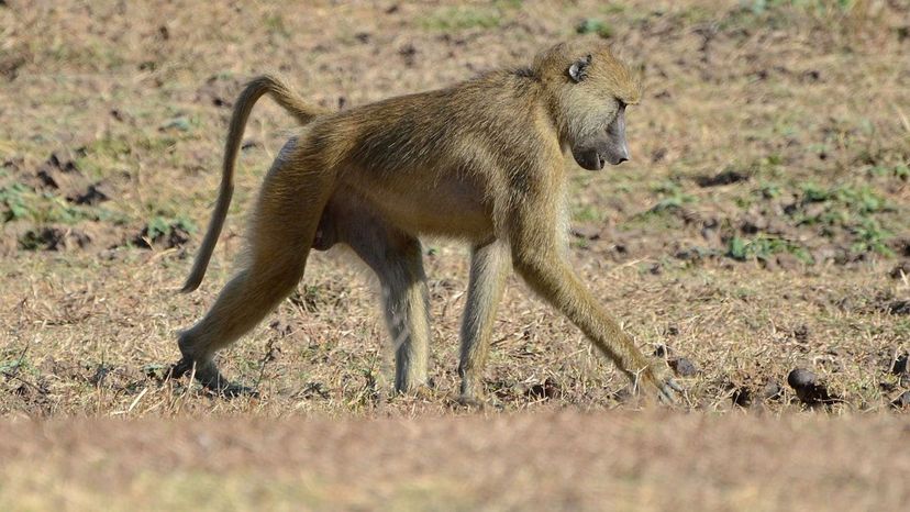 Yellow Baboon