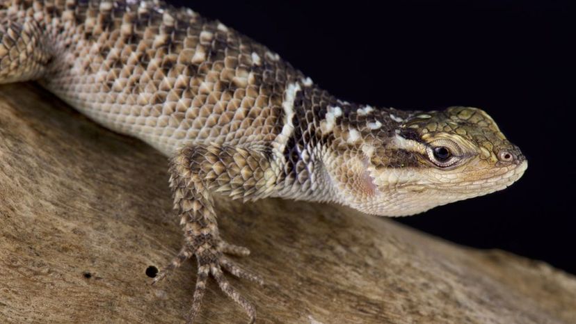 Blue Spiny Lizard