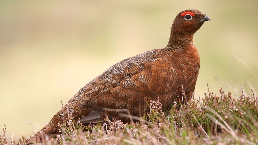 Red Grouse