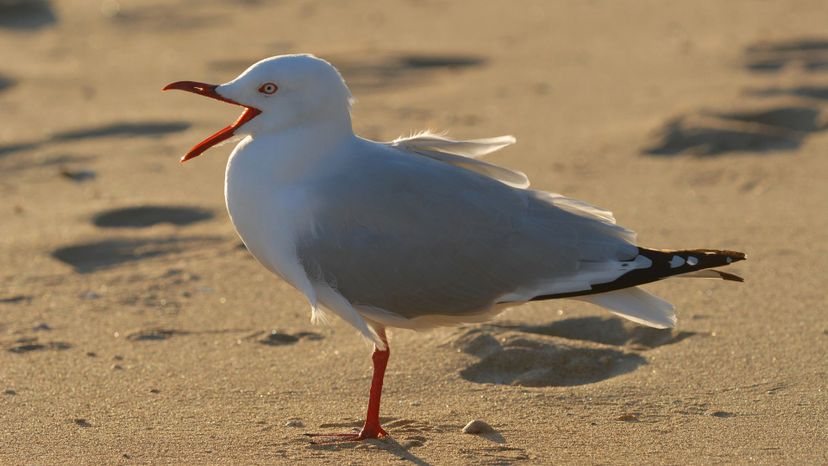 Silver Gull