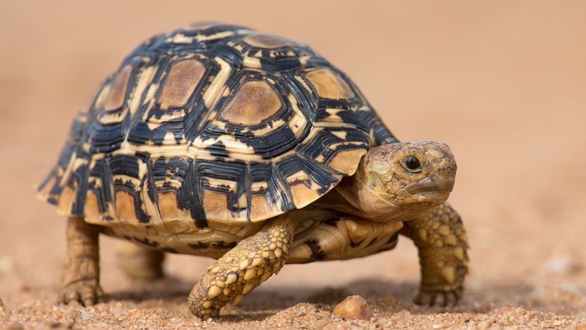 Leopard Tortoise