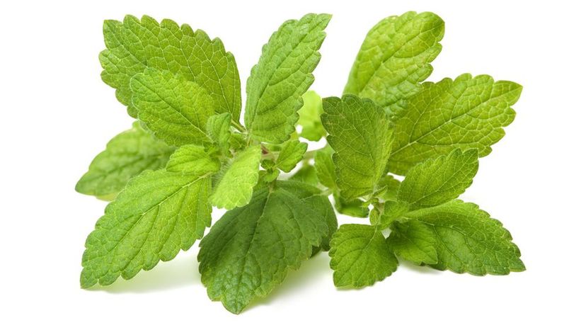 Lemon Balm