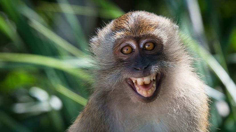 Crab-eating macaque
