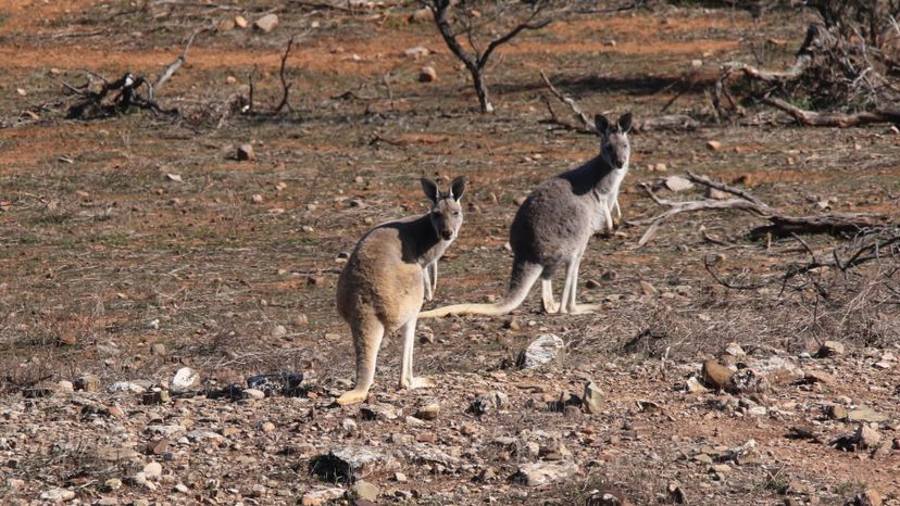 Wallaroo