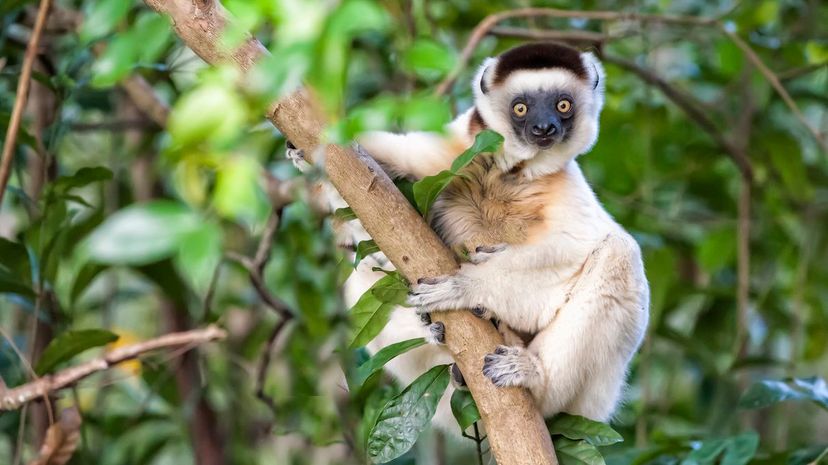 Sifaka