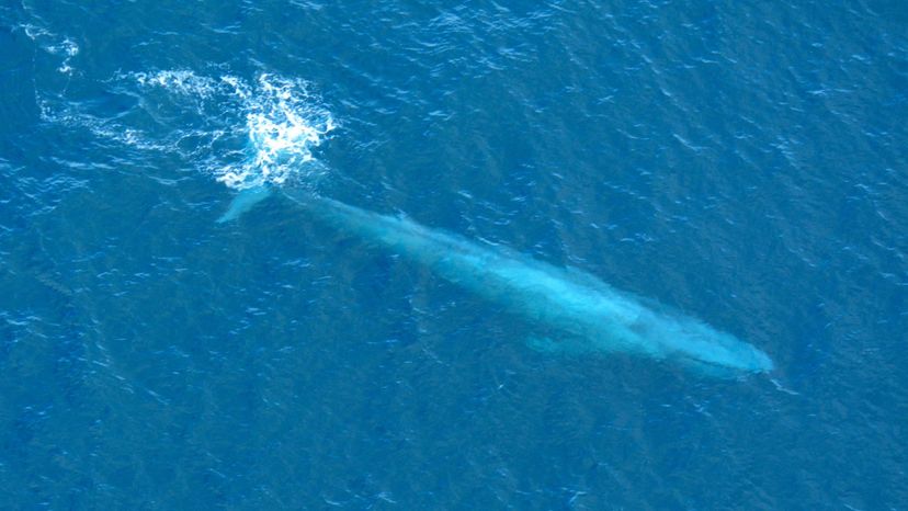 Large_Blue_Whale_Off_Southern_California_Coast_Photo_D_Ramey_Logan