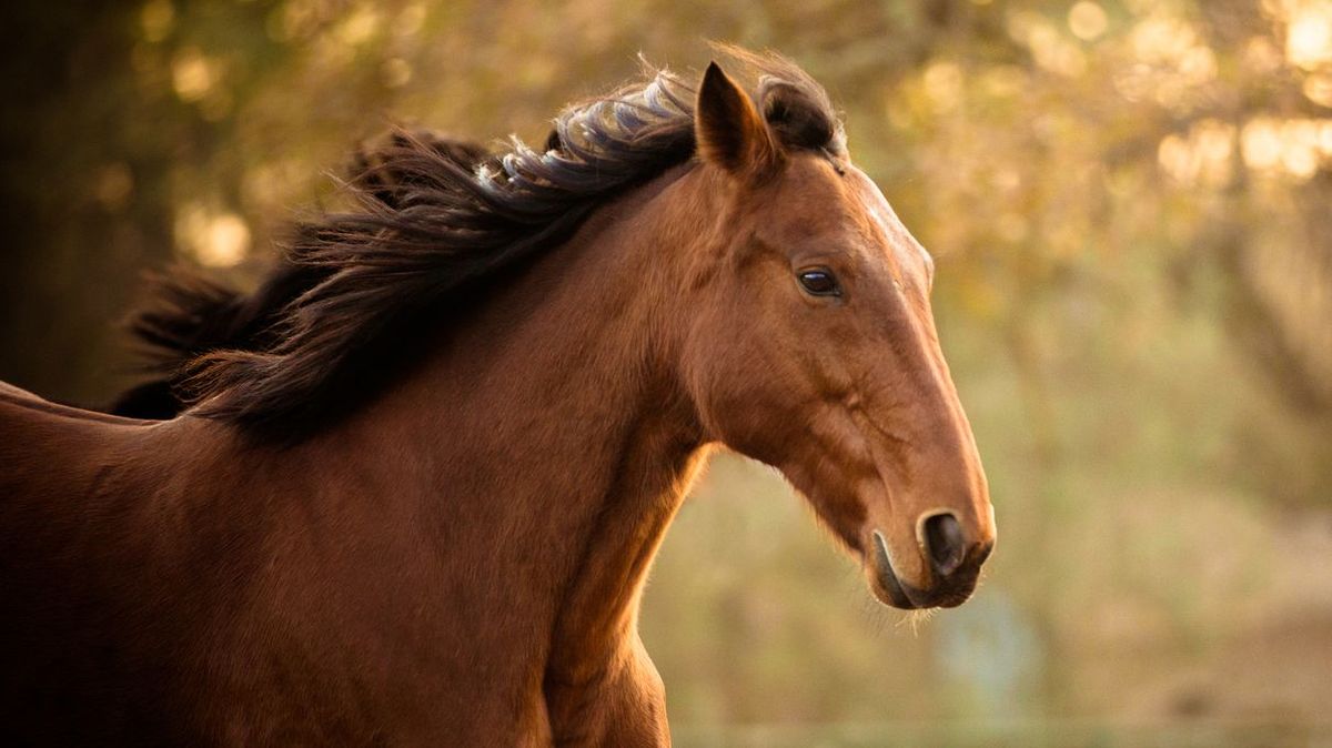 This Horse Breed Identification Quiz Is Really Hard, So We'll Be